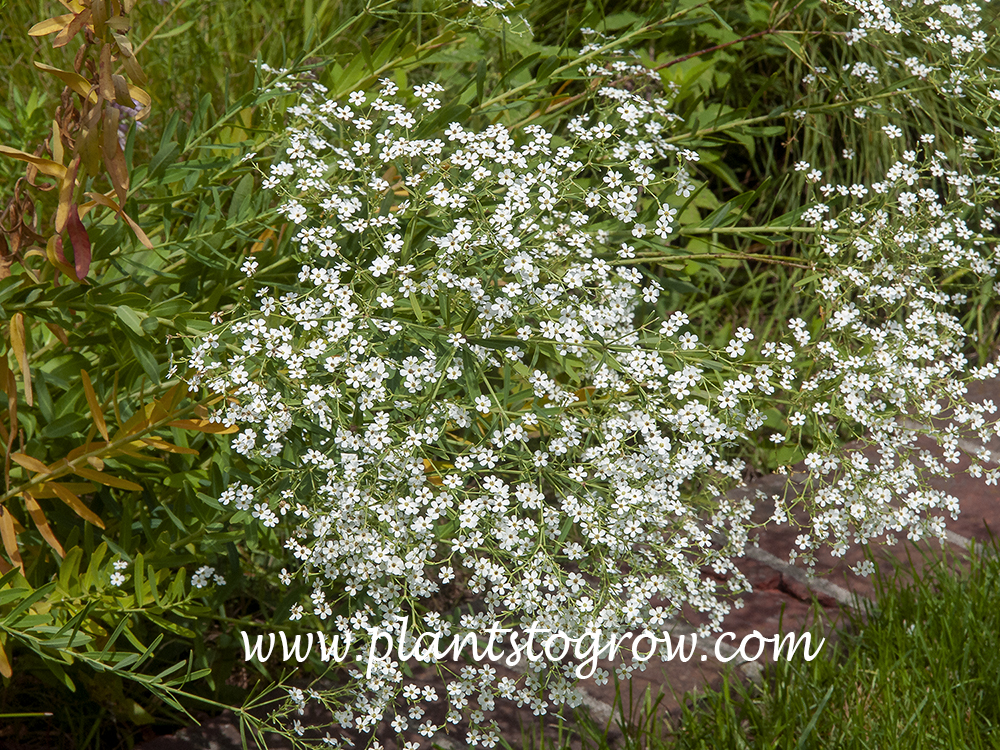 Flowering Spurge (Euphorbia corollata)  (August 17)